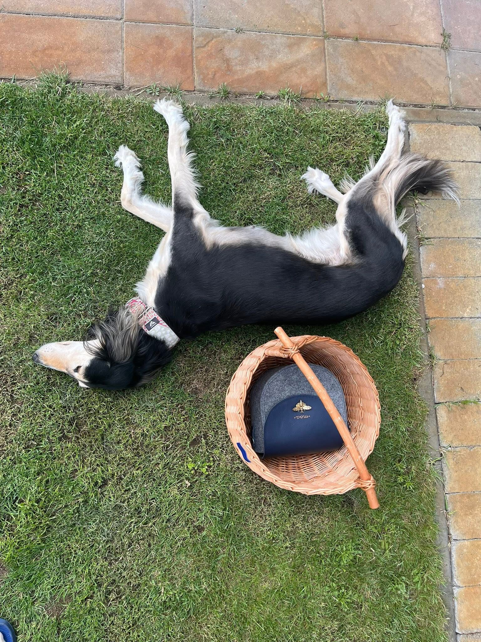 Asszimetrikus Moa kosár - Image 3